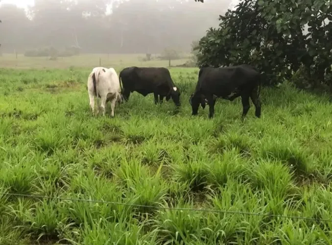 Fazenda 22 hectares na Manuel Urbano km 68 700.001,00