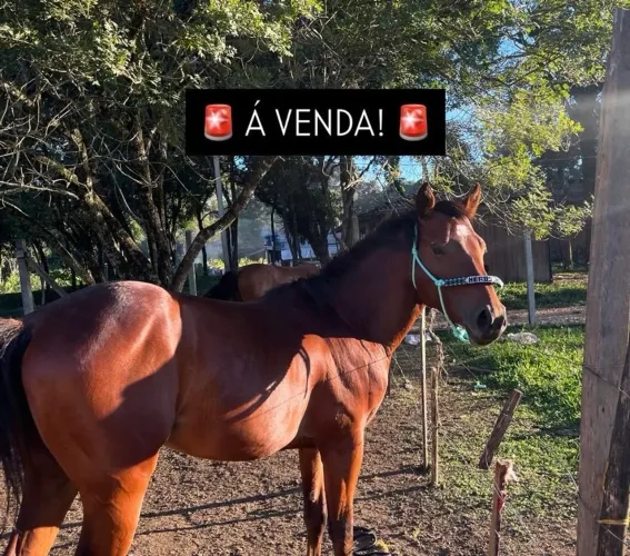 Cavalo a venda 