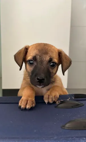 FILHOTE PARA ADOÇÃO