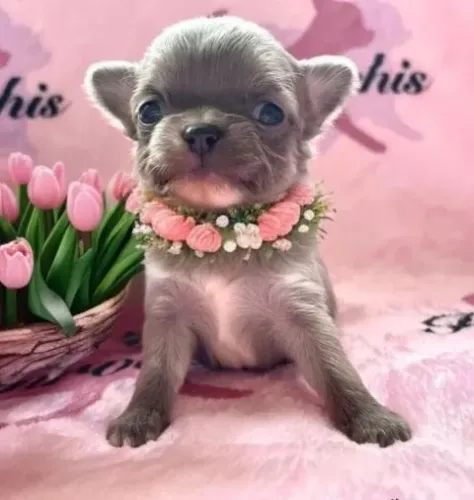1) Chihuahua de Alta Qualidade, machos e fêmeas.