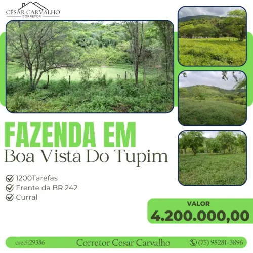 FAZENDA EM BOA VISTA DO TUPIM - 1200 TAREFAS