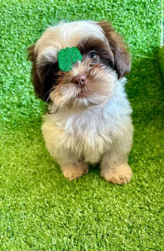 filhote Shih Tzu, O presente perfeito para você e sua família tem quatro patas!