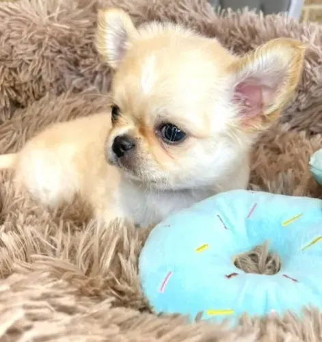 Chihuahua de pelo curto e pelo longo: pequeno no tamanho, gigante no amor!