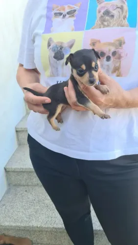Pinscher fêmea preto e canela com 50 dias, tamanho  micro-Dani