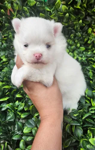 Lulu da Pomerânia menina pelagem branca para reserva. 