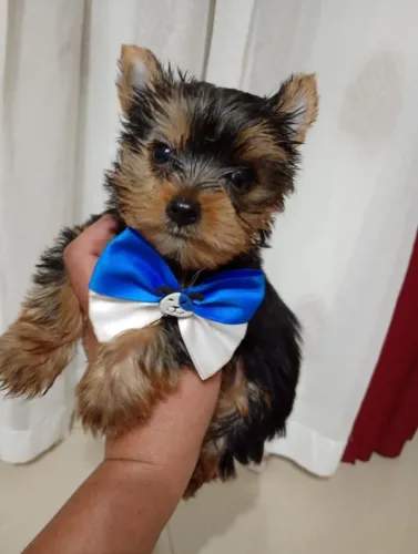 yorkshire macho, para ficar copm menos de 2kg em 10x no cartao