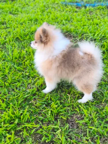 Lulu Pomerânia / 85 dias