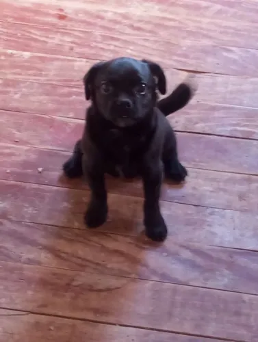 Filhote com 4 meses pra doar macho