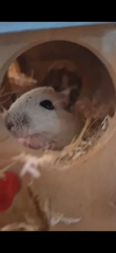 Gerbil femea 2 meses