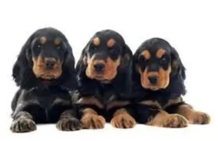 Cocker Spaniel inglês / filhotes lindos a sua espera 