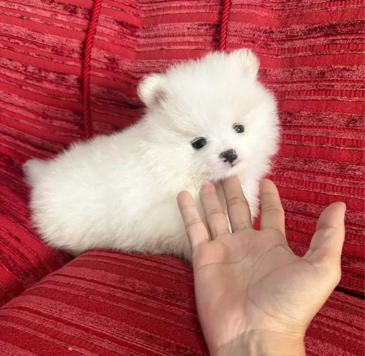 lulu da pomerania anão ursinho branco neve ac cartão