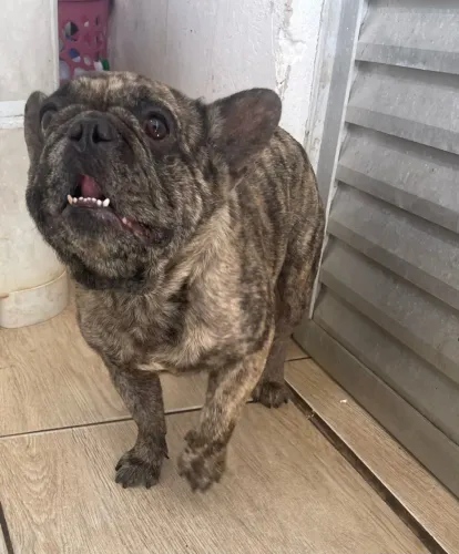 Cachorro Bulldog Inglês