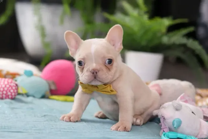 Bulldog Francês disponível hoje - não perca