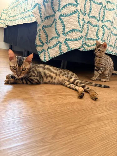 Filhote de Bengal (Gato Onça) com Pedigree