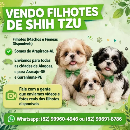 Vendo Lindos Filhotes de Shih-tzu (Machos e Fêmeas)
