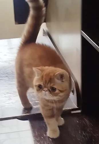 Gato persa