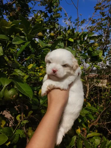 Macho miniatura branco de lhasa Apso mini adestrado pedigree micro lhasa