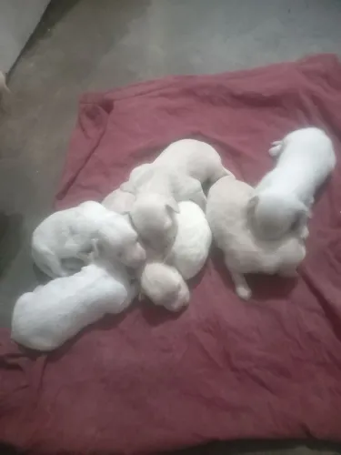 Lindos filhotes de poodle toy