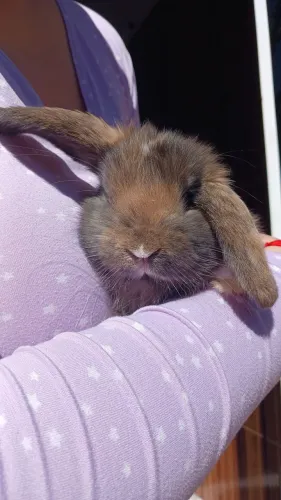Coelha mini lop de 2 meses