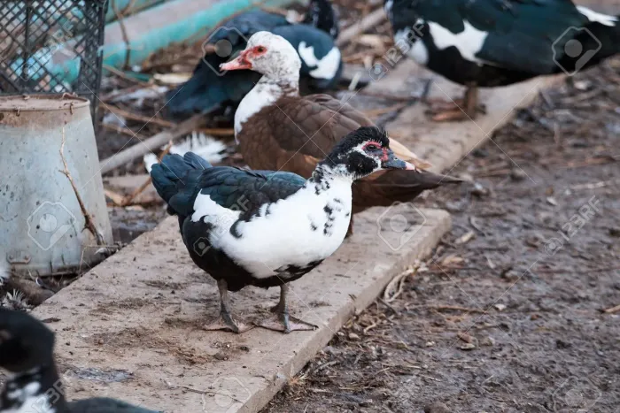Vendo Patos  
