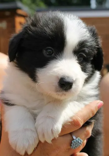 O Parceiro Ideal Filhote de Border Collie