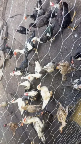 Galinha e pato