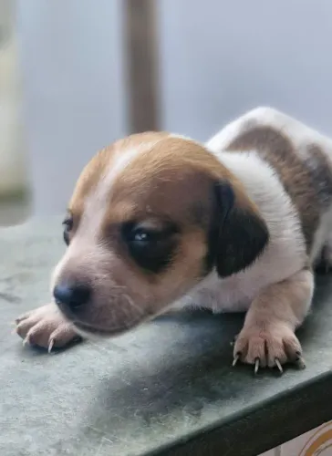 Basset Daschund Exótico Piebald