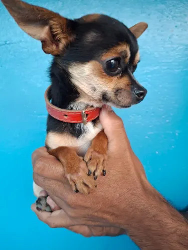 Chihuahua micro