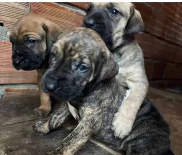 Fila brasileiro 