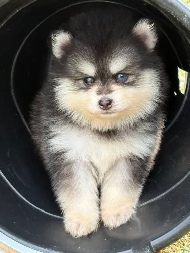 FILHOTE POMSKY F3 MACHO OLHOS AZUIS