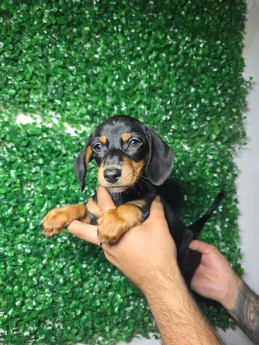 Dachshund carismático disponível