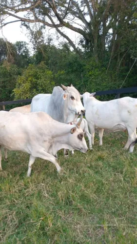 Lote de gado plantel produzindo