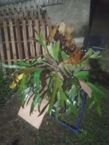Planta chifre de veado