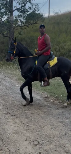 Cavalo mangalarga marchador