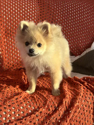Filhote Spitz Alemão Macho | Pedigree ALKC