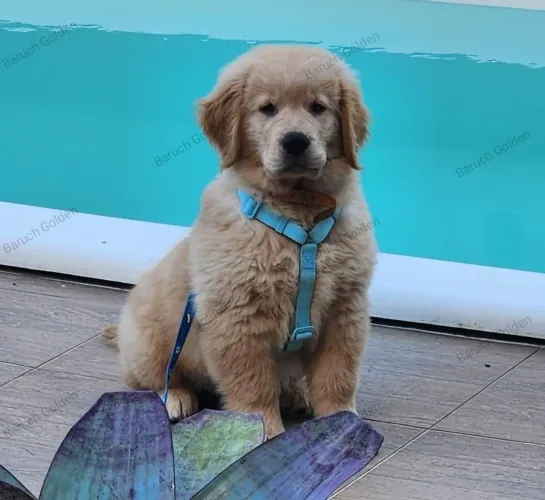 Machos Golden Retriever disponível 