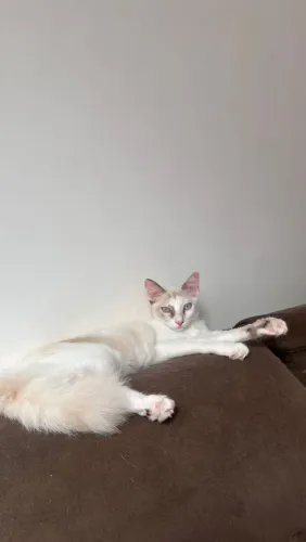 Doação de gatas