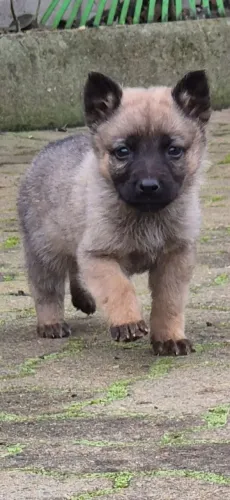 Caes Malinois