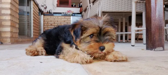 Filhote macho de yorkshire terrier