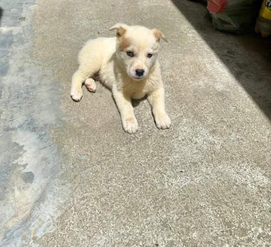 Filhote de chow chow
