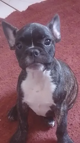 Linda filhote fêmea de Buldogue francês 90 dias!