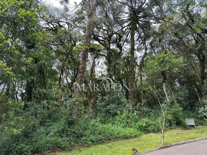 TERRENO À VENDA EM CANELA NO CONDOMÍNIO PINHEIRO GROSSO!