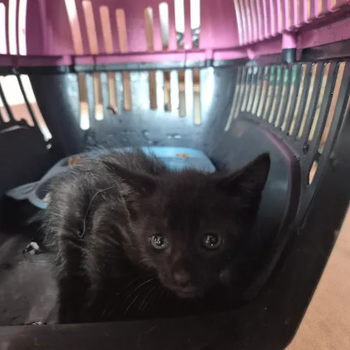 GATINHO PELUDO 