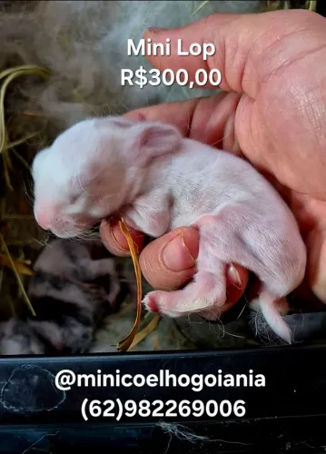 Vendo mini coelho orelhas caidas Mini Lop Uruguaio 