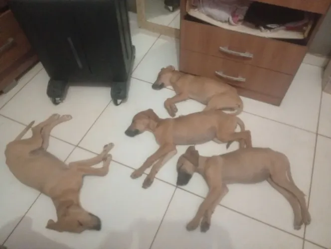 Doação de filhotes
