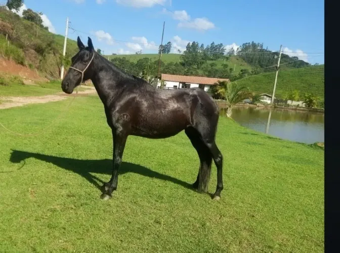 Egua preta 6 anos registrada extra de sela R$ 700,00 no carne