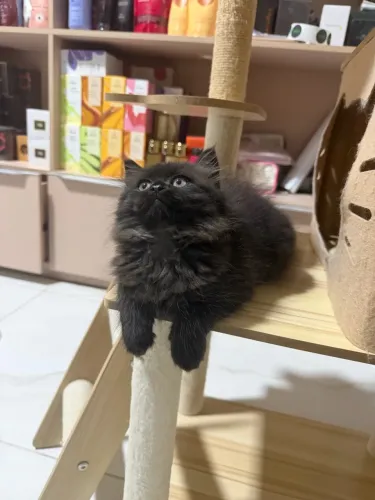 Gato persa disponivel