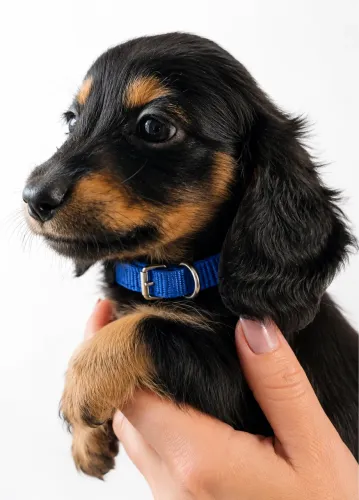 Dachshund macho pelo longo black pedigree