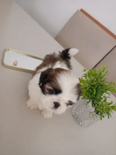 Mini Shitzu