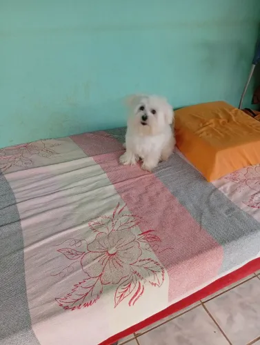 Vendo uma maltês fêmea linhagem pura 